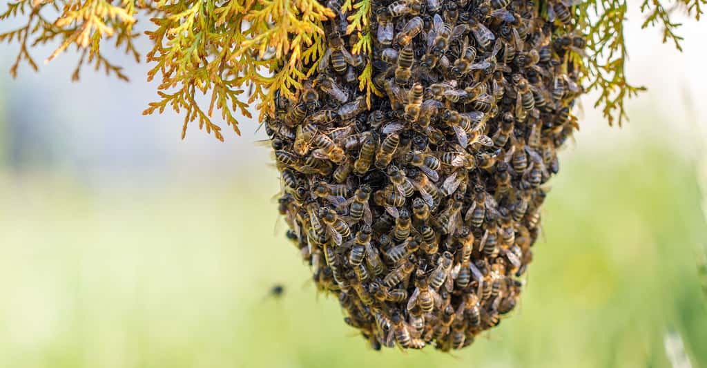 Comment se procurer un essaim d'abeilles et quelle race choisir ?