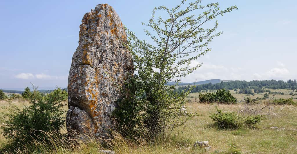 Le menhir du Fraïsse sur le causse Méjean (Mas-Saint-Chély, Lozère, France). On peut y discerner des cupules gravées. © Myrabella, CC BY-SA 3.0