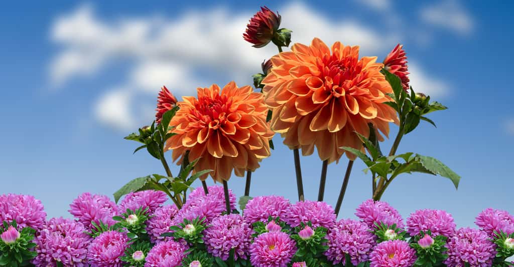 Le dahlia aux couleurs du soleil. © KreativeHexenkueche, Pixabay, DP