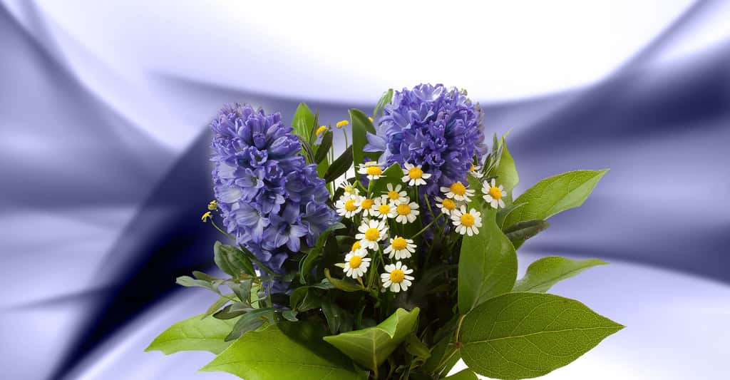 La jacinthe, reine des fleurs bulbeuses très odorante. © Stux, Pixabay, DP