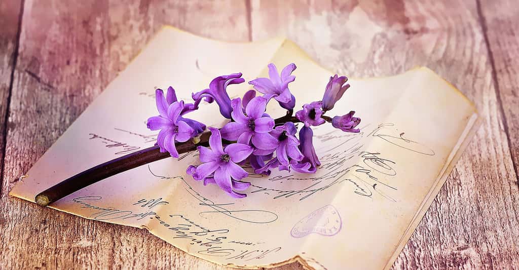 Jacinthe mauve délicatement parfumée. © Pezibear, Pixabay, DP