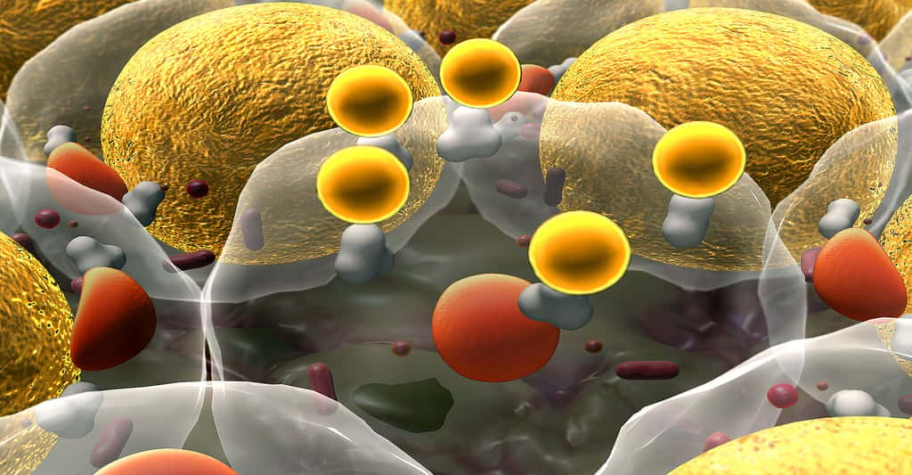 La thrombose peut être causée par la rupture des plaques d'athérome. © Ugreen 3S, Shutterstock