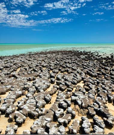 Vue d’une portion du littoral ouest de l’Australie dans le parc national de Yalgorup où apparaissent à marée basse de nombreux stromatolithes similaires à ceux formés sur Terre voici plus de 3,5 milliards d’années. Mais on ne peut pas encore dater formellement l'apparition de la vie sur Terre. © Dunod 2011