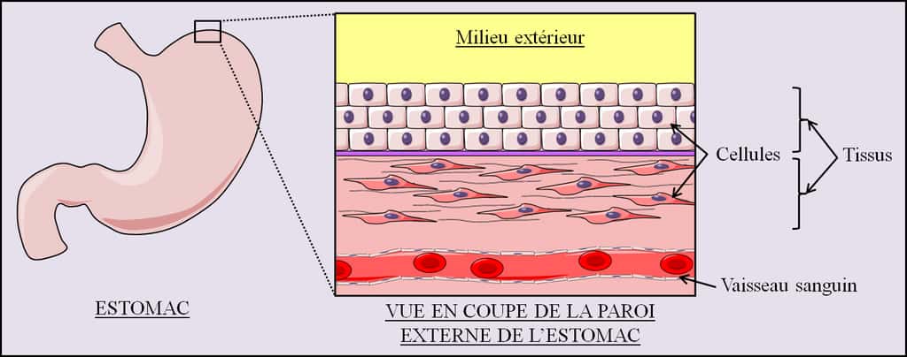 Figure 1. Schéma de l’organisation microscopique de la paroi externe de l’estomac. Nos organes sont organisés en tissus qui sont eux-mêmes constitués de cellules spécialisées. © Grégory Ségala