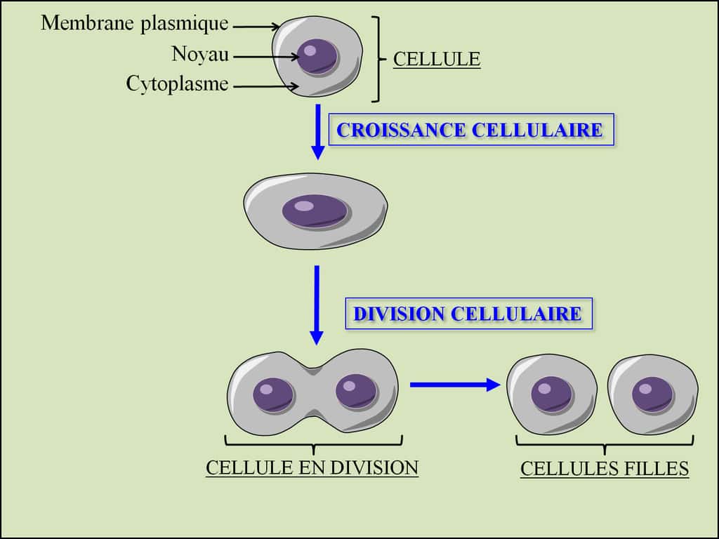 Figure 2. La multiplication cellulaire. Pour se multiplier, une cellule augmente sa taille au cours de la croissance cellulaire puis elle se divise en deux cellules filles. © Grégory Ségala 