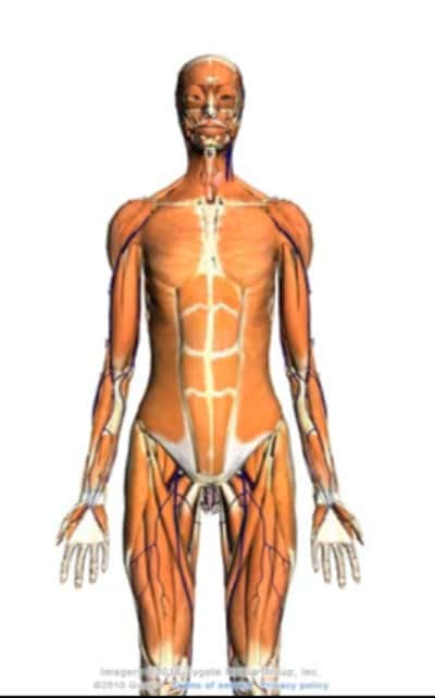 Le corps humain est fait de tissus, composés de cellules. © Google 