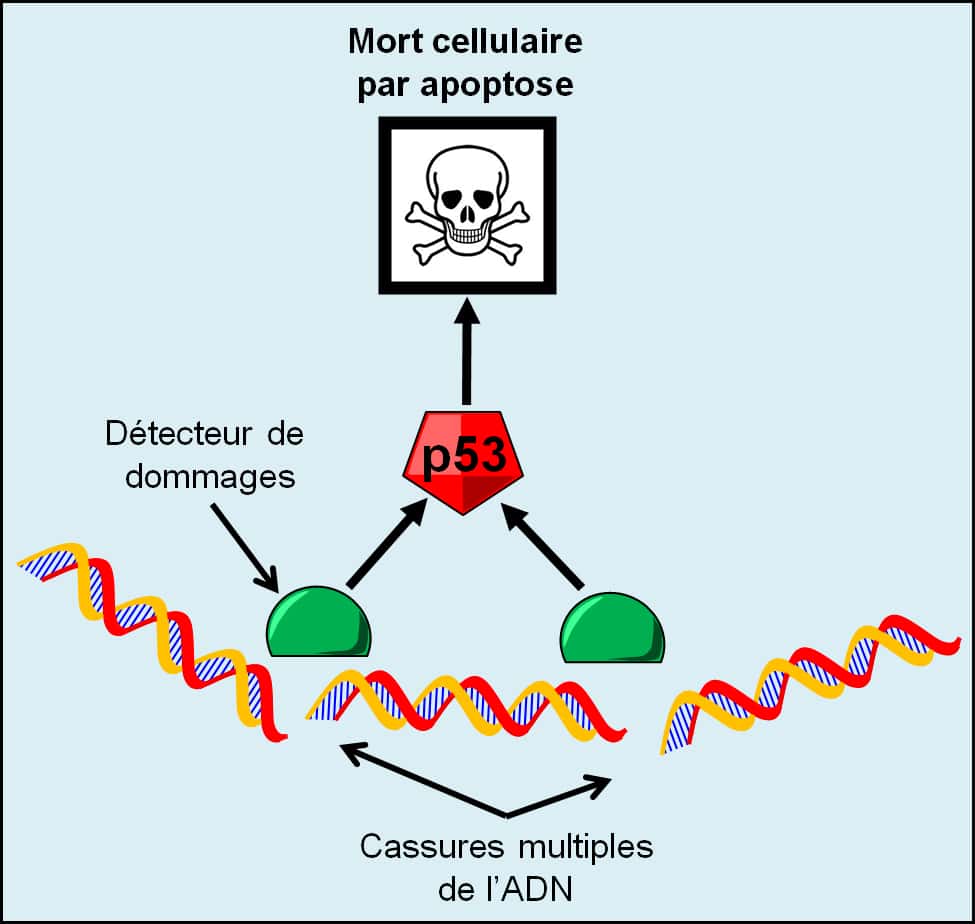 Figure 13. Signalisation de dommages importants de l’ADN. Après que l’ADN a subi d’importants dommages comme des cassures multiples, la signalisation des dommages de l’ADN provoque la mort de la cellule par apoptose. © Grégory Ségala
