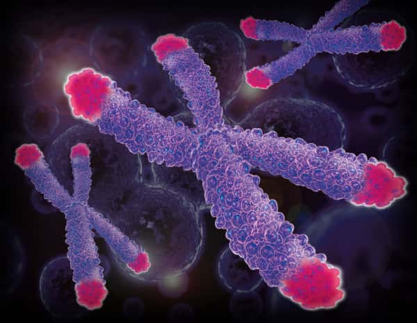 Figure 18. Les télomères, représentés ici en rose, sont présents aux extrémités de tous les chromosomes. © <em>Spectracell Laboratories</em>