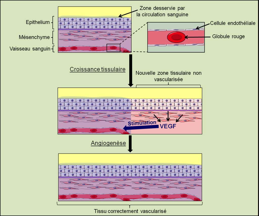 Figure 22. L’angiogenèse. La croissance d’un tissu donne naissance à une nouvelle zone tissulaire qui est mal desservie par la circulation sanguine. Les cellules de cette zone non vascularisée sécrètent du VEGF qui stimule la prolifération des cellules endothéliales. Cette stimulation provoque la pousse de nouveaux vaisseaux sanguins en direction de cette zone et permet sa vascularisation. © Grégory Ségala