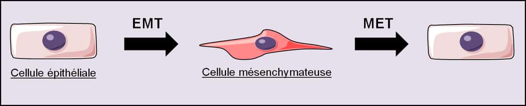 Figure 28. La transition épithéliomésenchymateuse (EMT). L’EMT attribue transitoirement à une cellule épithéliale les caractéristiques d’une cellule mésenchymateuse. La réversion de l’EMT s’appelle la transition mésenchymoépithéliale (MET) qui permet à la cellule de retrouver ses caractéristiques de cellule épithéliale. © Grégory Ségala