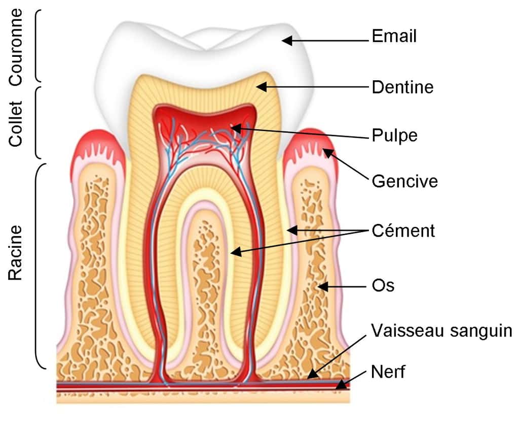 Anatomie de la dent : coupe d’une dent et détail de la gencive présentant de multiples combinaisons osseuses et nerveuses dont il faut prendre soin. © Mutualité française Nord