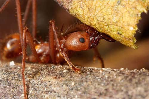 Les fourmis font partie de la classe des insectes. © Yrichon - licence Creative Commons Paternité – Partage des conditions initiales à l’identique 3.0 Unported