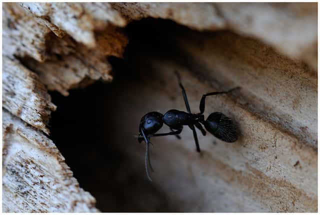 La fourmi, comme ici la fourmi charpentière <em>Camponotus ligniperda</em> (Forêt d'Olonne, Vendée - France), est un insecte eusocial. © Jean-Jacques Boujot / Flickr - Licence Creative Common (by-nc-sa 2.0)