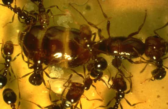 La reine et les ouvrières de la fourmi de feu <em>Solenopsis invicta</em>.<br>© R.-K. Vander Meer