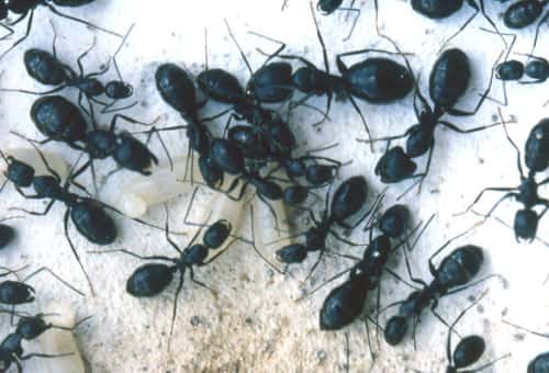 Le polymorphisme des ouvrières de <em>Camponotus aethiops</em>. On distingue des ouvrières minors, médias et majors.<br>© Luc Passera