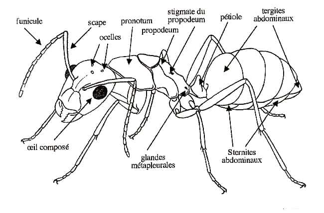 Anatomie détaillée d’une fourmi. © H. Müller