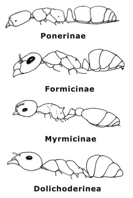 Les sous-familles de fourmis les plus fréquentes en France : <em>ponerinae</em>, <em>formicinae</em>, <em>myrmicinae</em>, <em>dolichoderinea</em>. <br />© Luc Passera