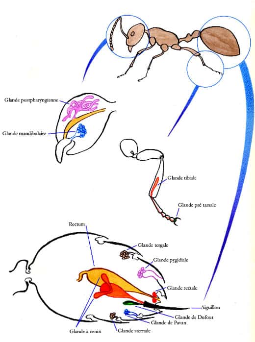  Les glandes des fourmis. © D. Gourdin
