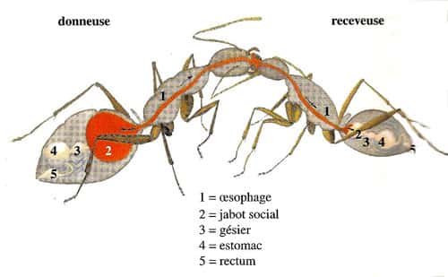 L’appareil digestif des fourmis et le jabot social. © D. Gourdin