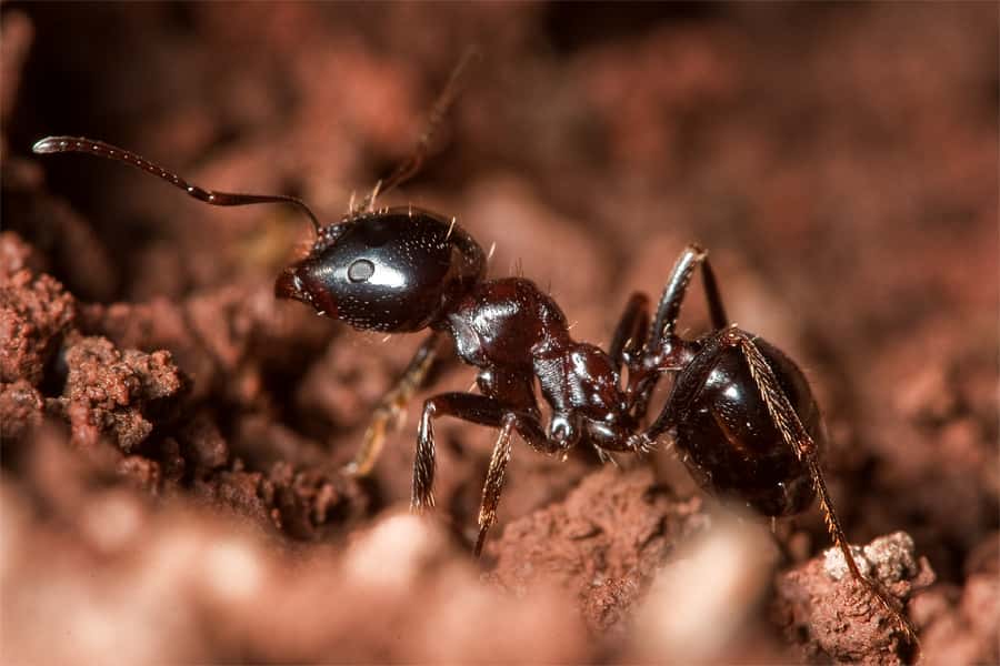 Les<em> Messor </em>sont des fourmis granivores.<em> © </em>Macropoulos / Flickr - Licence Creative Common (by-nc-sa 2.0)