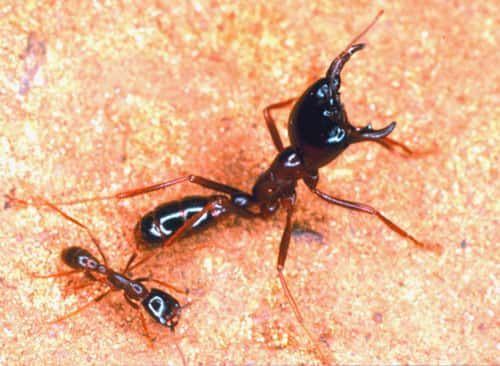 Un soldat de fourmi magnan et une ouvrière média. Illustration du polymorphisme des fourmis légionnaires. © W.-H. Gotwald Jr