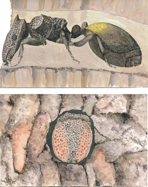 Les fourmis « portiers » obturent le trou d’accès du nid avec leur tête aplatie en forme de disque. © D. Gourdin
