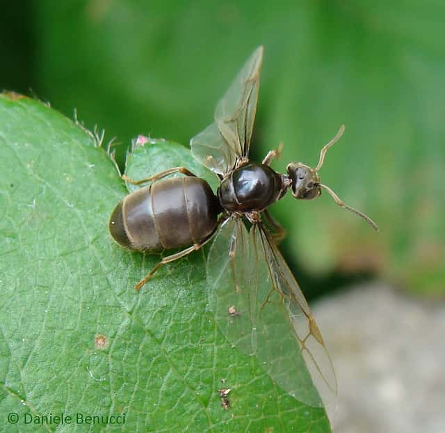 <em>Lasius niger</em>, la fourmi des jardins. © Danièle Benucci / Flickr - Licence Creative Common (by-nc-sa 2.0)