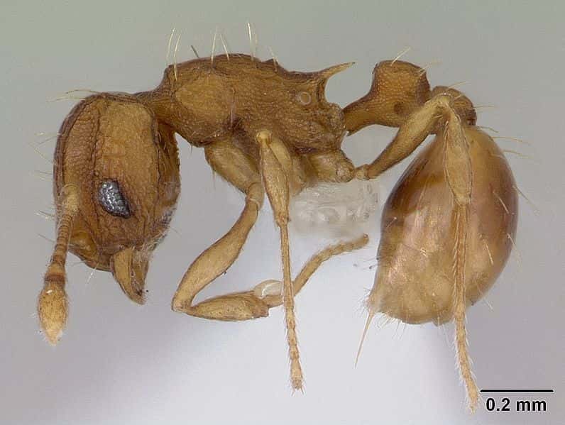  <em>Wasmannia auropuntata, </em>fourmis<em> </em>chez qui les reines sont issues d'une parthénogenèse. © April Nobile Creative Commons Attribution-Share Alike 3.0 Unported license