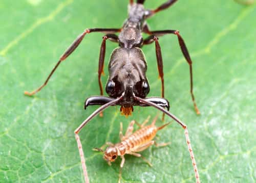 Une fourmi prédatrice. <em>Odontomachus bauri</em> s’apprête à refermer des mandibules-piège sur une larve de grillon. © A. Wild