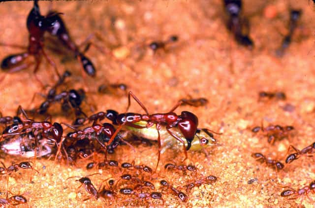  Retour d’une colonne de chasse de la fourmi légionnaire africaine <em>Dorylus nigricans</em>. Les proies sont transportées par des ouvrières aux pattes très longues ce qui facilite leur déplacement. © W.H. Gotwald Jr