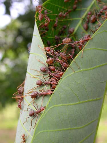 Les fourmis tisserandes installent leurs nids entre des feuilles qu’elles replient pour former la poche qui abritera la société. Ce travail nécessite une coopération sophistiquée entre ouvrières. © C. Leroy