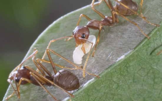 Les fourmis tisserandes au travail. Une ouvrière tient une larve fileuse entre ses mandibules. La soie forme une nappe qui maintient les feuilles entre elles. © D. Stoffel