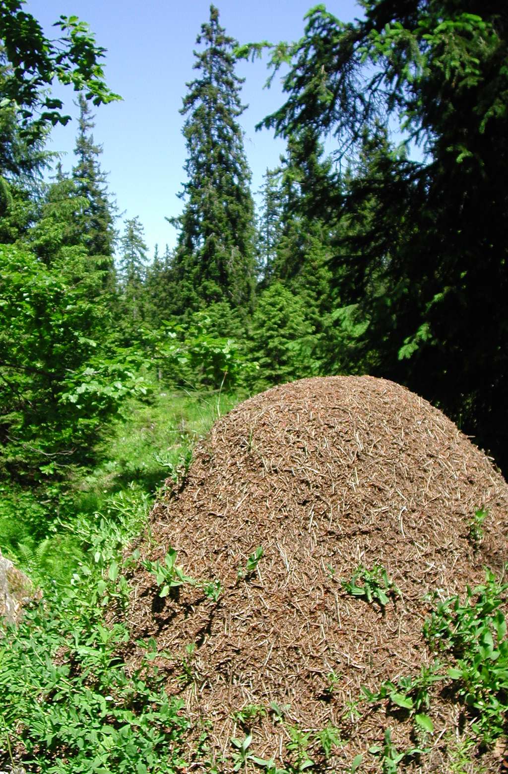 Le dôme de la fourmi rousse des bois <em>Formica paralugubris</em> est édifié en lisière de la forêt pour mieux capter les rayons du soleil. © A. Maeder