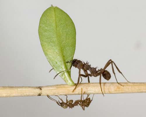 <em>Acromyrmex octospinosus</em>, fourmis champignonnistes. © Deadstar0 licence Creative Commons Paternité – Partage des conditions initiales à l’identique 3.0 Unported