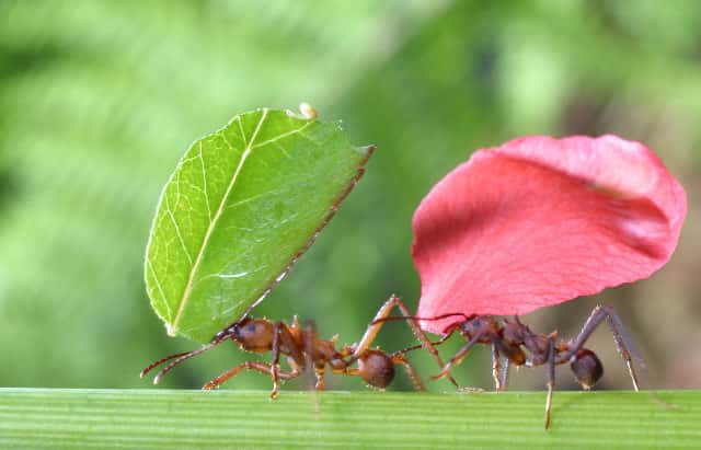 Les ouvrières des fourmis champignonnistes ramènent vers le nid des fragments de végétaux qui constitueront le jardin sur lequel elles feront pousser un champignon symbiotique. © D. Stoffel