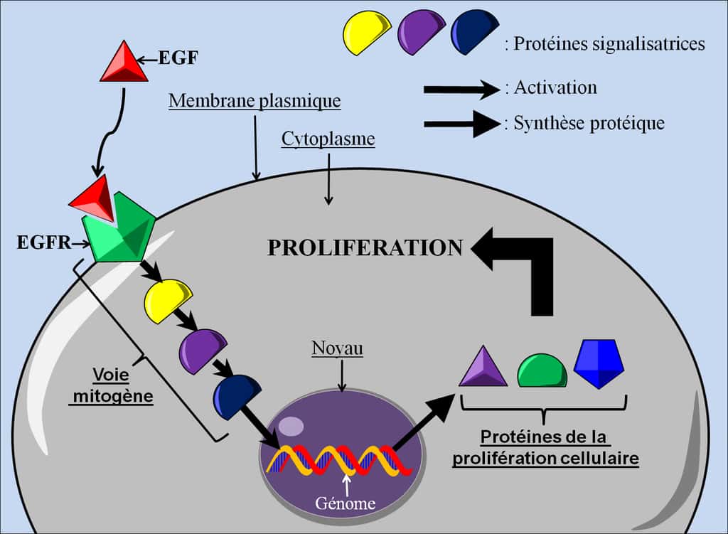 Figure 8. La signalisation de la prolifération cellulaire. En se fixant à son récepteur, l’EGF entraîne l’activation d’une cascade de signalisations, appelée voie mitogène, qui aboutit à la synthèse de protéines engendrant la prolifération cellulaire. © Grégory Ségala