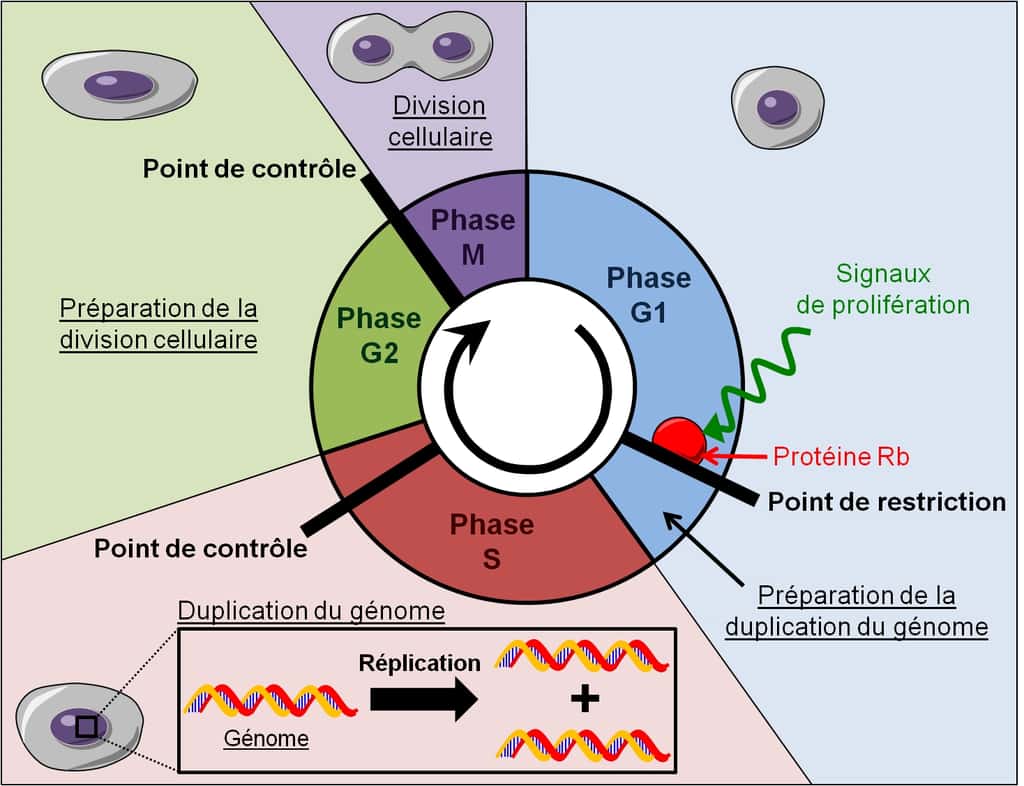 Figure 9. Le cycle cellulaire. Durant la phase G1, les signaux de prolifération désactivent la protéine Rb ce qui permet de lever le point de restriction du cycle cellulaire. La cellule entre en phase S où elle duplique son génome. Ensuite elle entre en phase G2 où elle se prépare à se diviser et enfin elle termine son cycle cellulaire par la phase M qui correspond à la division cellulaire. © Grégory Ségala