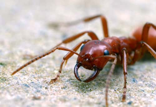 L’ouvrière de cette fourmi esclavagiste possède des mandibules qui sont des armes redoutables mais sont aussi capables de transporter délicatement les cocons de l’espèce pillée. © A. Wild