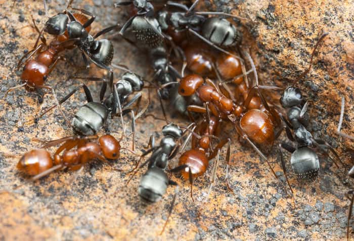  Le nid mixte des fourmis esclavagistes (couleur rouge-orange) et esclaves (couleur grise). © A. Wild