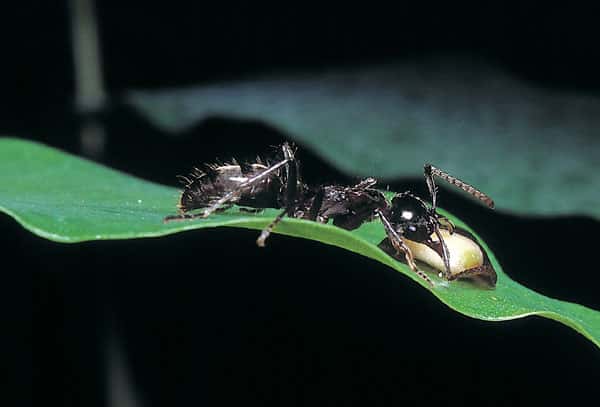 Les fourmis du genre <em>Pachychondyla</em> ne suivent pas de piste chimique. Elles fourragent individuellement et retrouvent leur nid en mémorisant des repères topographiques. © J. Orivel