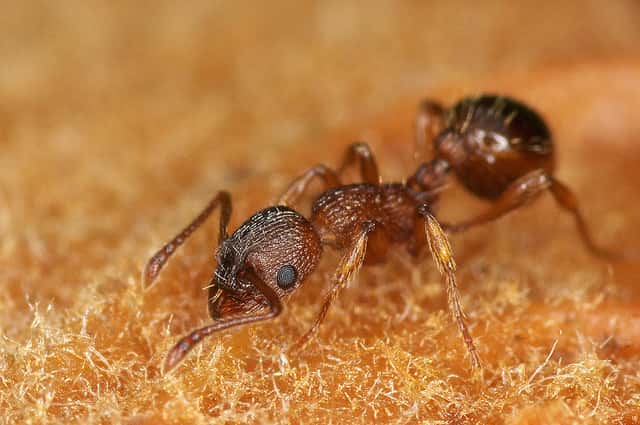 Les fourmis sont des insectes eusociaux, leurs fourmilières répondent à une organisation très précise. © JR Guillaumin, Flickr, cc by sa 2.0