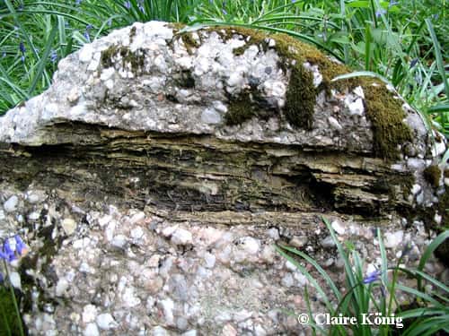 Fossile d'un tronc et d'une fougère sur un grès. Grès à meule Hermenault. © Photo Claire König DR