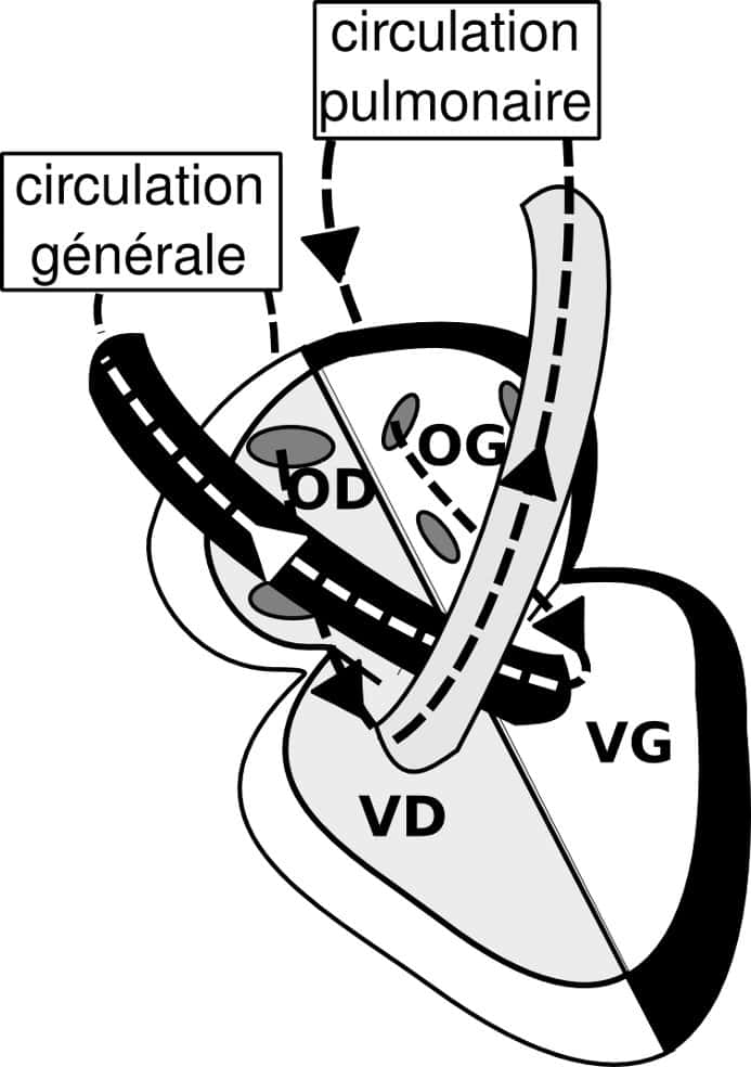 Figure 1. Le sang veineux gagne le cœur par l'oreillette droite (OD) via les veines caves supérieures et inférieures. Il se dirige vers le ventricule droit (VD) qui l'éjecte dans la circulation pulmonaire. Arrivé aux poumons, le sang est réoxygéné et repart vers l'oreillette gauche (OG) du cœur par les veines pulmonaires. Il gagne le ventricule gauche (VG) et est éjecté dans l'aorte et donc dans la circulation générale. © Hugues Jacobs