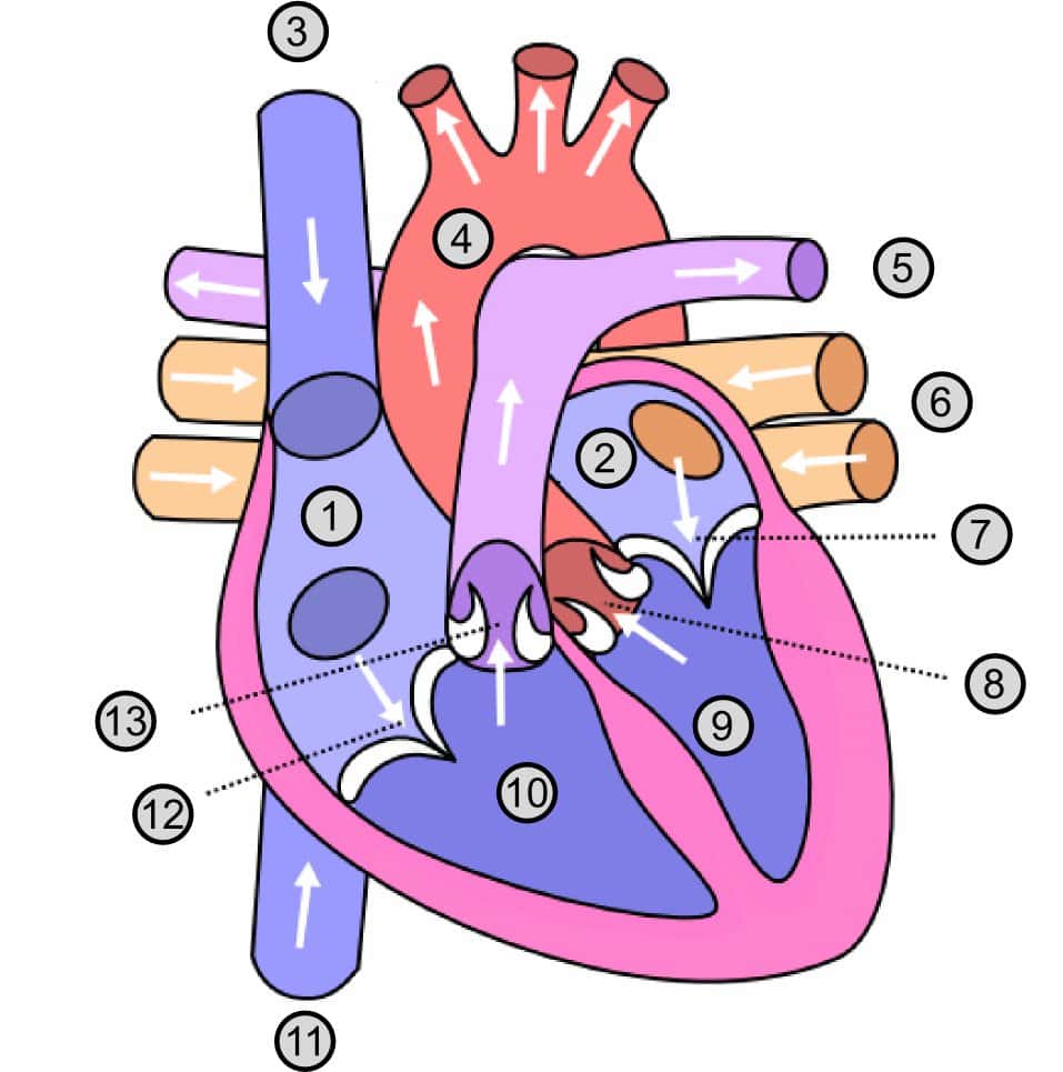 Pour une greffe de cœur, on prélève le greffon sur une personne en état de mort cérébrale dont le cœur fonctionne toujours. Schéma de cœur avec 1 : oreillette droite ; 2 : oreillette gauche ; 3 : veine cave supérieure ; 4: aorte ; 5 : artère pulmonaire ; 6 : veine pulmonaire ; 7 : valvule mitrale ; 8 : valvule aortique ; 9 : ventricule gauche ; 10 : ventricule droit ; 11 : veine cave inférieure ; 12 : valvule tricuspide ; 13 : valvule sigmoïde. © Dake &amp; Wapcaplet, CC by sa 2.5, Wikimedia Commons