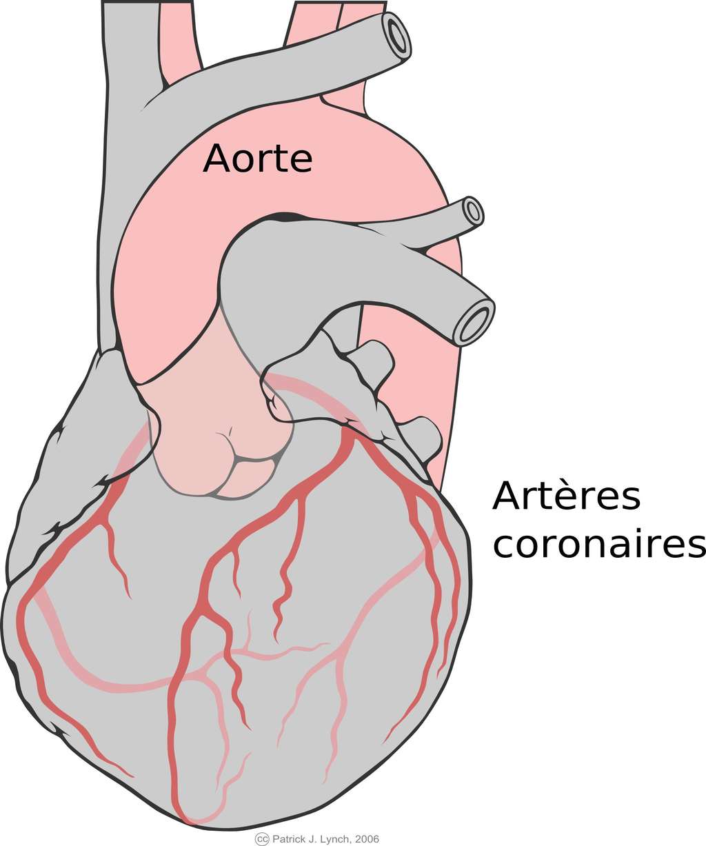Les artères coronaires alimentent le muscle cardiaque. Pour une greffe de vaisseaux sanguins, on prélève souvent dans la jambe du patient. © Patrick J. Lynch, CC by sa 2.5, Wikimedia Commons