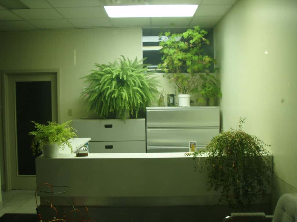 Les plantes vertes permettent une diminution de la migraine au travail, de la fatigue, de la toux ou encore de la sensation d'étouffement. © Pink Moose, Flickr, CC by-nc-sa 2.0