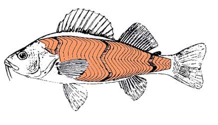 On voit bien sur ce dessin les muscles du poisson (en orange), en forme de W. © <a target="_blank" href="http://www.aquabase.org/articles/html.php3/anatomie-poisson=97.html">Aquabase</a>, Fitzz, CC by-sa 2.0