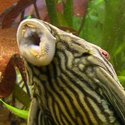 Chez les poissons, la bouche ne sert qu'à s'alimenter, la respiration se faisant par les branchies. Les aliments introduits dans le tube digestif sont ensuite broyés dans l'estomac. © Ark, Wikipédia, CC by-sa 3.0