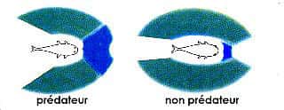 Champ de vision d'un poisson. Les prédateurs (à gauche de l'image) ont les yeux placés vers l'avant afin de repérer les proies ; ils n'ont pas besoin de voir derrière eux. Les non-prédateurs (à droite de l'image) ont des yeux placés latéralement pour mieux voir les prédateurs à leur poursuite. La zone bleue représente la vision 3D, plus large chez les prédateurs ; la zone verte correspond à la vision latérale, une zone de vision moins précise, utilisée pour la surveillance, la vigilance. © <a target="_blank" href="http://www.aquabase.org/articles/html.php3/anatomie-poisson=97.html">Aquabase</a>, Fitzz, CC by-sa 2.0