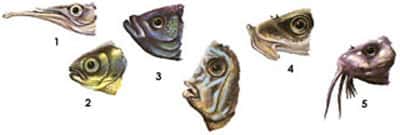 Différences morphologiques des poissons selon le type de nourriture : 1. prédateur ; 2. non-prédateur ; 3. mangeur en surface ; 4. mangeur d'algue ; 5. poisson de fond. © <a target="_blank" href="http://www.aquabase.org/articles/html.php3/anatomie-poisson=97.html">Aquabase</a>, Fitzz, CC by-nc-sa 2.0